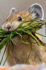 Watch Summer: Earth\'s Seasonal Secrets Vumoo