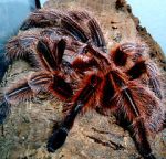 Watch Spidermania (TV Special 2002) Vumoo