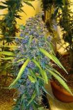 Watch Marijuana: It’s Time for a Conversation Vumoo