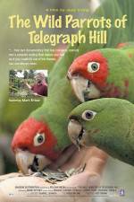 Watch The Wild Parrots of Telegraph Hill Vumoo