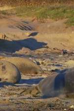 Watch Supergiant Animals Vumoo