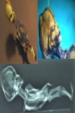 Watch Desert of the Skeletons Vumoo