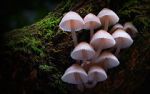 Watch Fungi: The Web of Life Vumoo