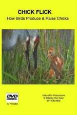 Watch Chick Flick How Birds Produce and Raise Chicks Vumoo