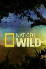 Watch Wild Tiger Queen Vumoo