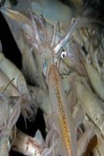 Watch Squids: Love And Death In One Night Vumoo