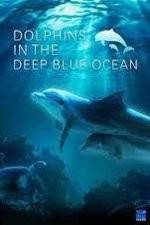 Watch Dolphins in the Deep Blue Ocean Vumoo