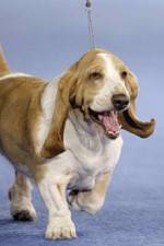 Watch Pedigree Dogs Exposed Vumoo