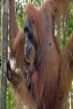 Watch Refugees Of The Lost Rainforest Vumoo