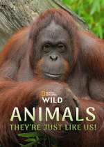 Watch Animals, They\'re Just Like Us! Vumoo