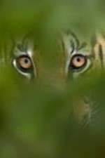 Watch Deadly Instincts Vumoo