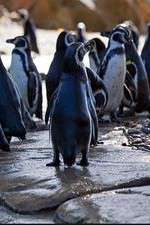 Watch Meet the Penguins Vumoo