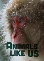 Watch Animals Like Us Vumoo
