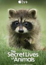 Watch The Secret Lives of Animals Vumoo