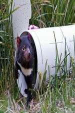 Watch Aussie Animal Island Vumoo