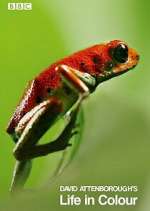 Watch Attenborough's Life in Colour Vumoo