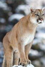 Watch Race of Life Vumoo