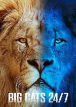 Watch Big Cats 24/7 Vumoo