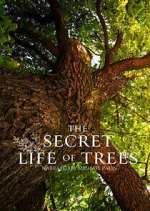 Watch The Secret Life of Trees Vumoo