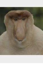 Watch Wildest Islands of Indonesia Vumoo